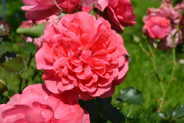 jedna z kilkudziesięciu róż