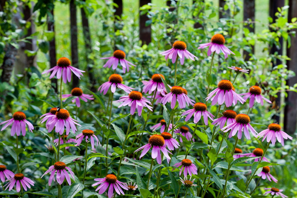 Jeżówka jest niewymagającą rośliną do uprawy w suchym, piaszczystym podłożu