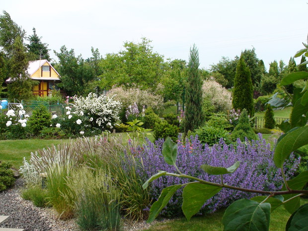 Kącik z trawami, kocimietką, lawendą białą i czyśćcem przywabia pszczoły i motyle. W tle białe piwonie i biały  krzew tawuły.