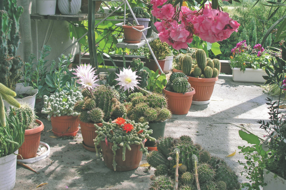 Kaktusy i sukulenty świetnie będą się czuły na południowej wystawie. Są wyjątkowo ciepłolubne
