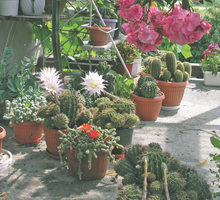 Kaktusy i sukulenty świetnie będą się czuły na południowej wystawie. Są wyjątkowo ciepłolubne