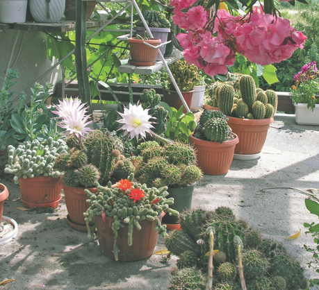 Kaktusy i sukulenty świetnie będą się czuły na południowej wystawie. Są wyjątkowo ciepłolubne