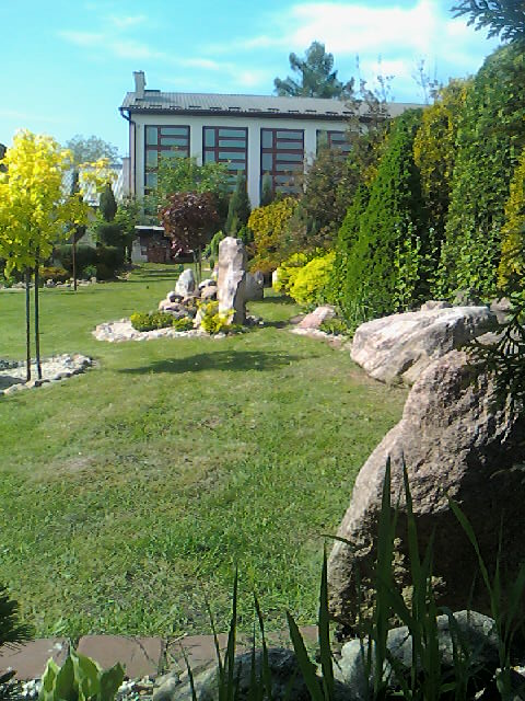 Kamienie polne prezentują się przepięknie na tle iglaków .