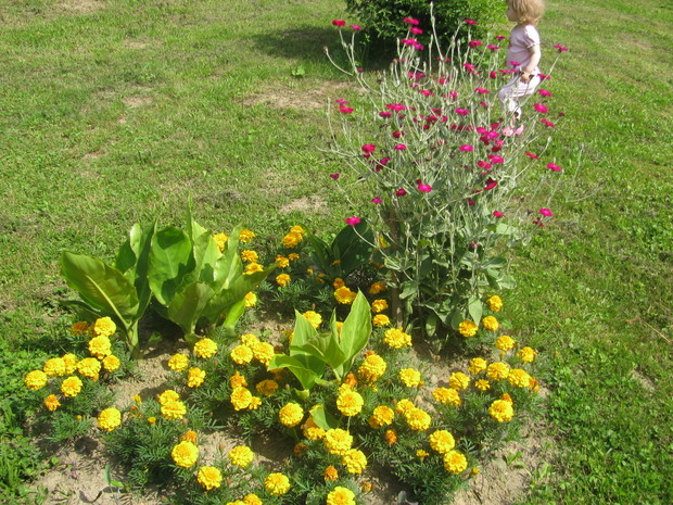 Kany  pośród żółtych aksamitek.