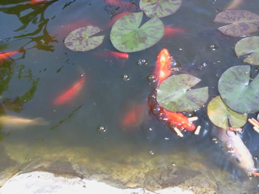 Karasie czerwone ozdobne - moje pupilki .