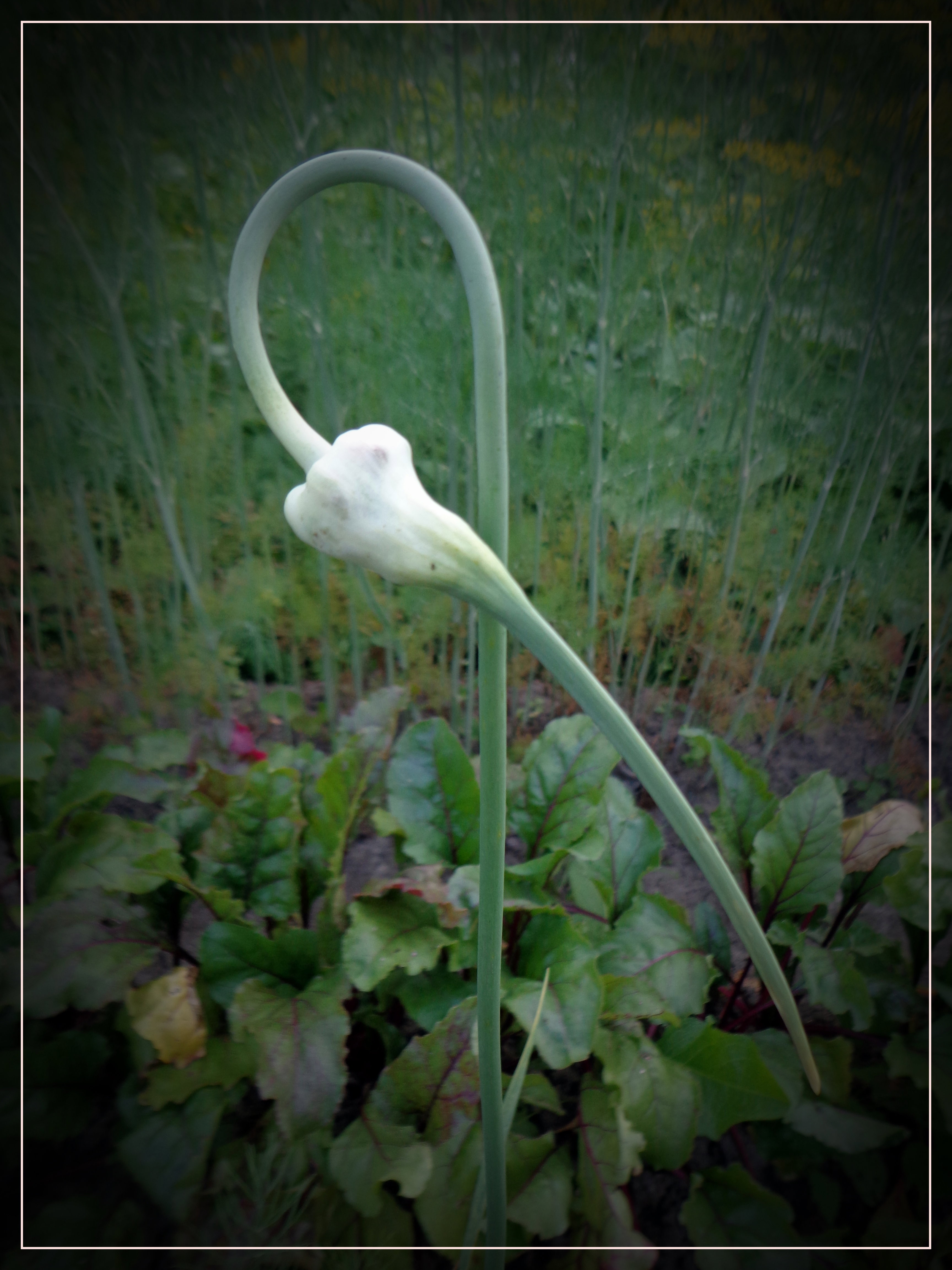 Kłania się czosnek 