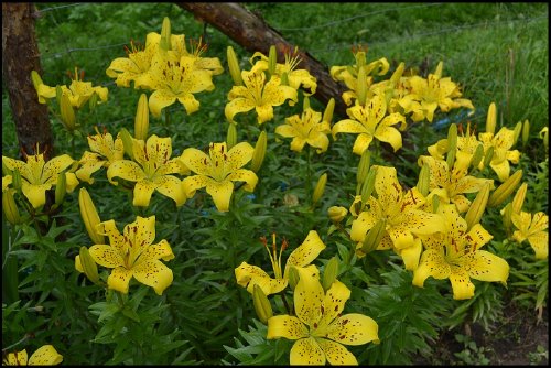 Kocham lilię, mam ich dużo odmian i kolorów. Sadzę ję w grupach by jeszcze ładniej ozdabiały ogród .