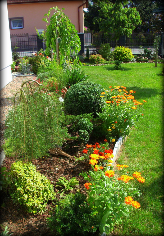 kolejna grządka wyścielona korą i "ogrodzona" kostką.
Krzaczki, krzewinki, kwiaty, korzenie