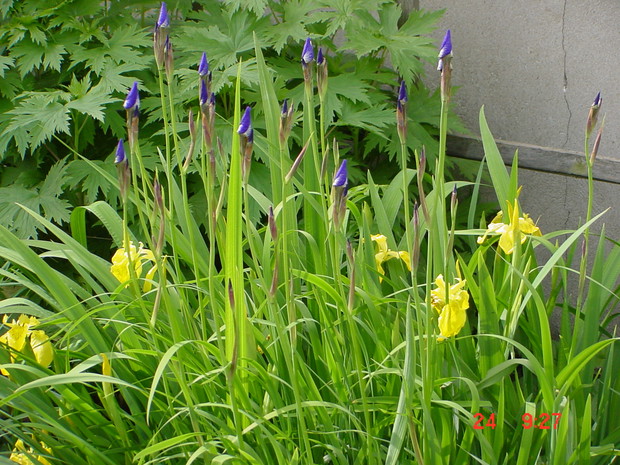 kolejne irysy. uwielbiam je!