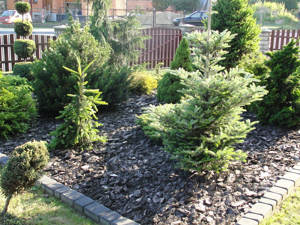 kompozycja krzewów, zdj z 2013r.