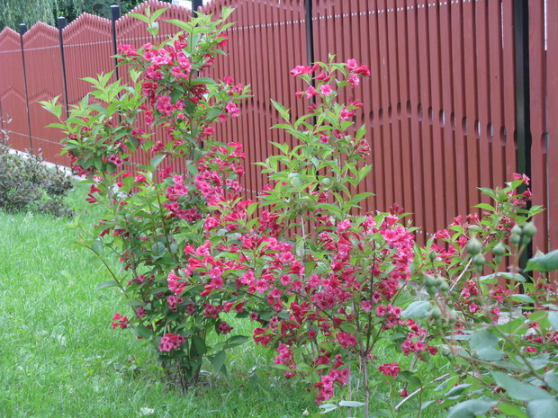Krzewuszka ..jeszcze mała a już tak  pięknie kwitnie