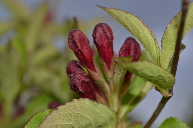 Krzewuszka wiosna 2013