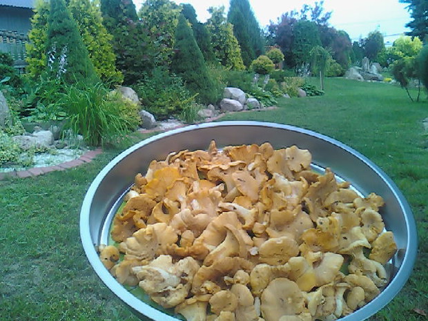 Kurki na przepyszny sos zbierane w pobliskim lesie .