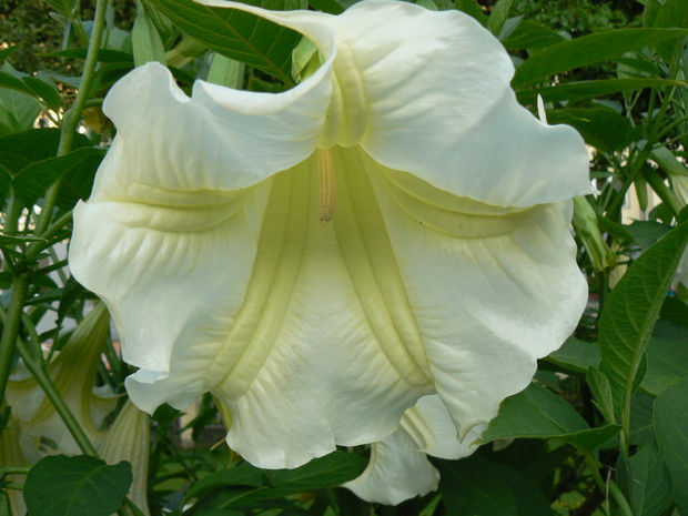 Kwiat trąby anielskiej.