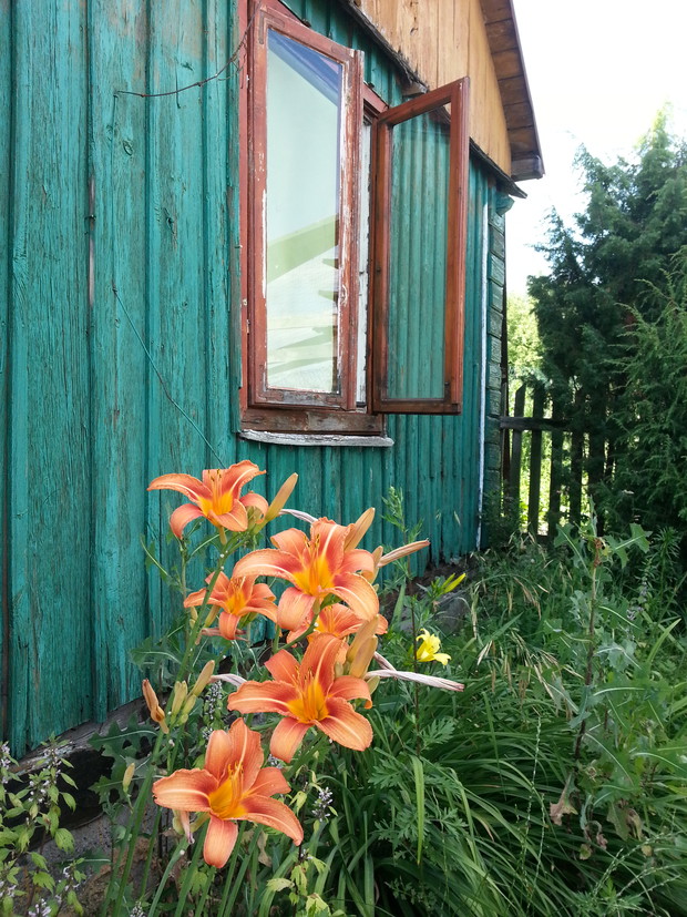 kwiaty przy ponad 100 letnim domu.