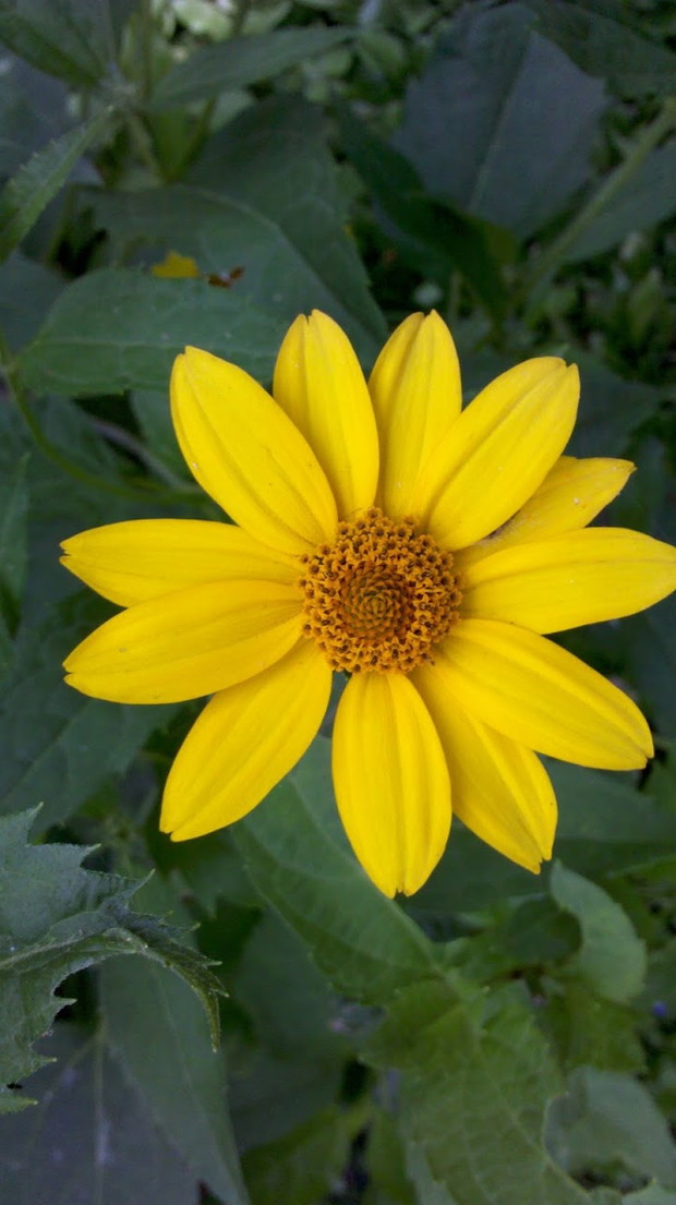 kwiaty słonecznika ozdobnego