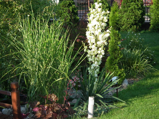 kwitnąca juka ogrodowa