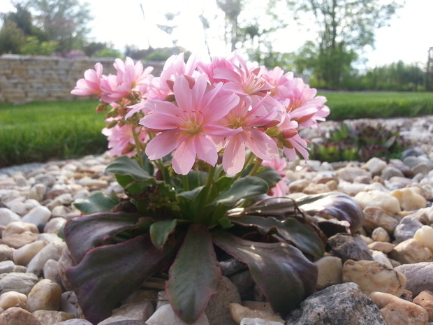 Latem pięknie kwitną różnokolorowe lewizje