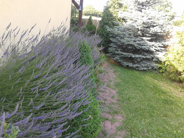 Lawenda wypełnia słoneczne miejsca w ogrodzie.