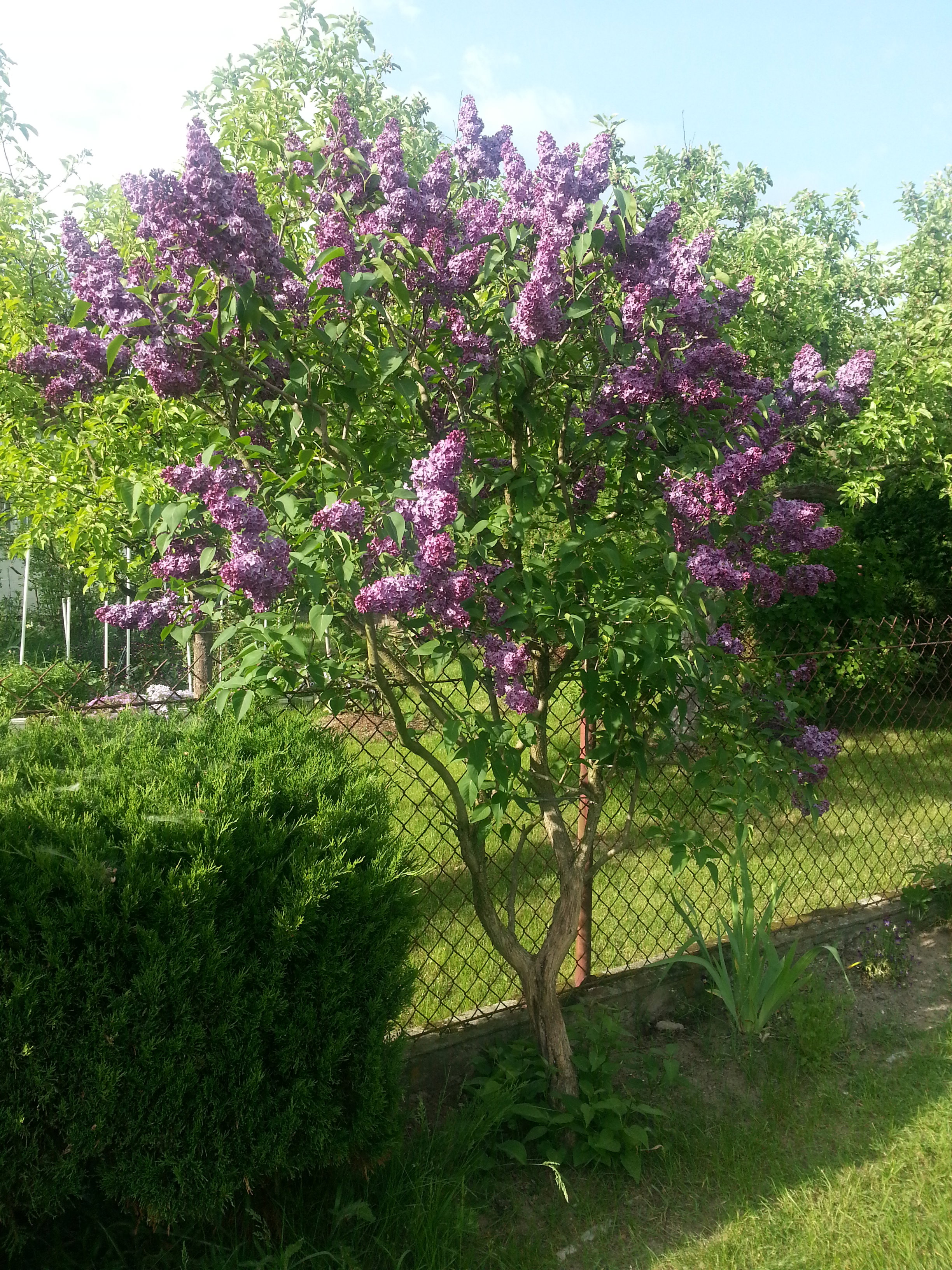 Lilak podczas kwitnienia