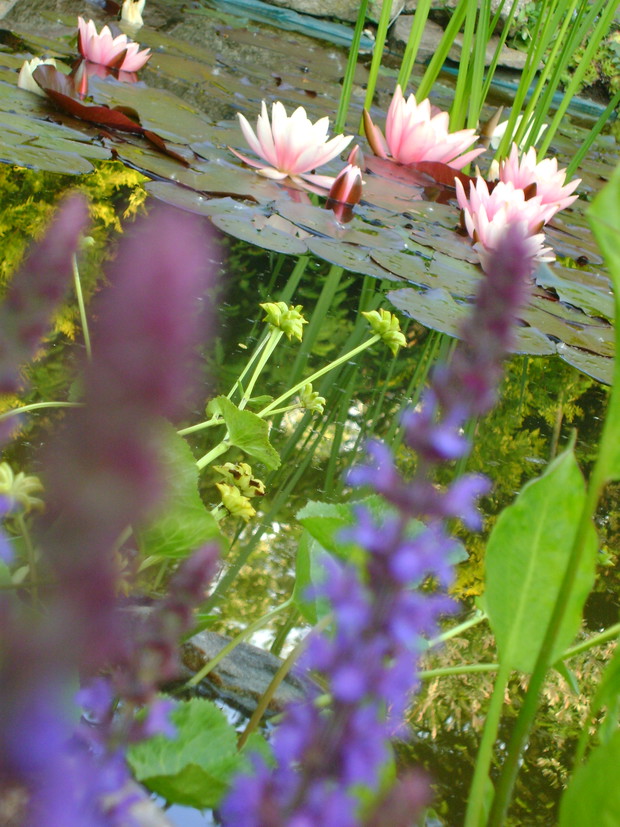 Lilia wodna, grzybień – królowa mojej sadzawki