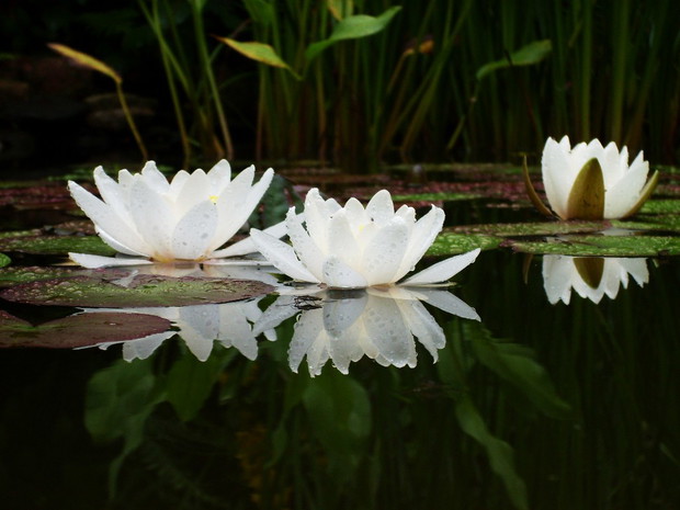Lilie białe urzekają swą bielą..