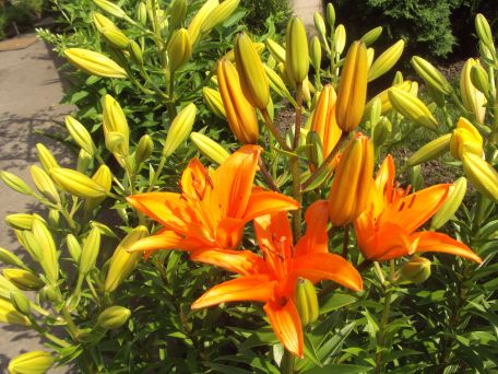 Lilie na rabacie w moim ogrodzie .