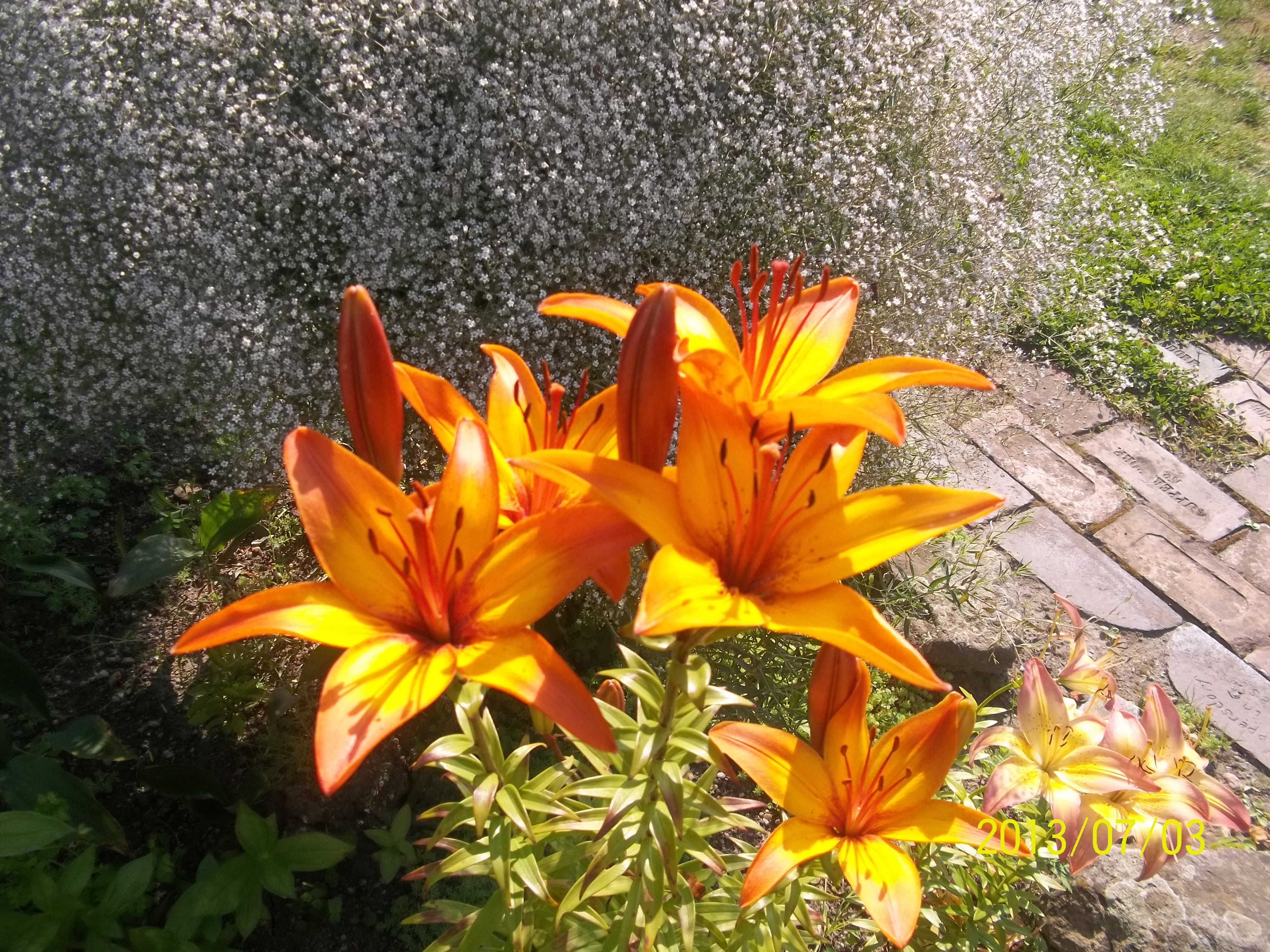 LILIE NA TLE GIPSÓWKI
