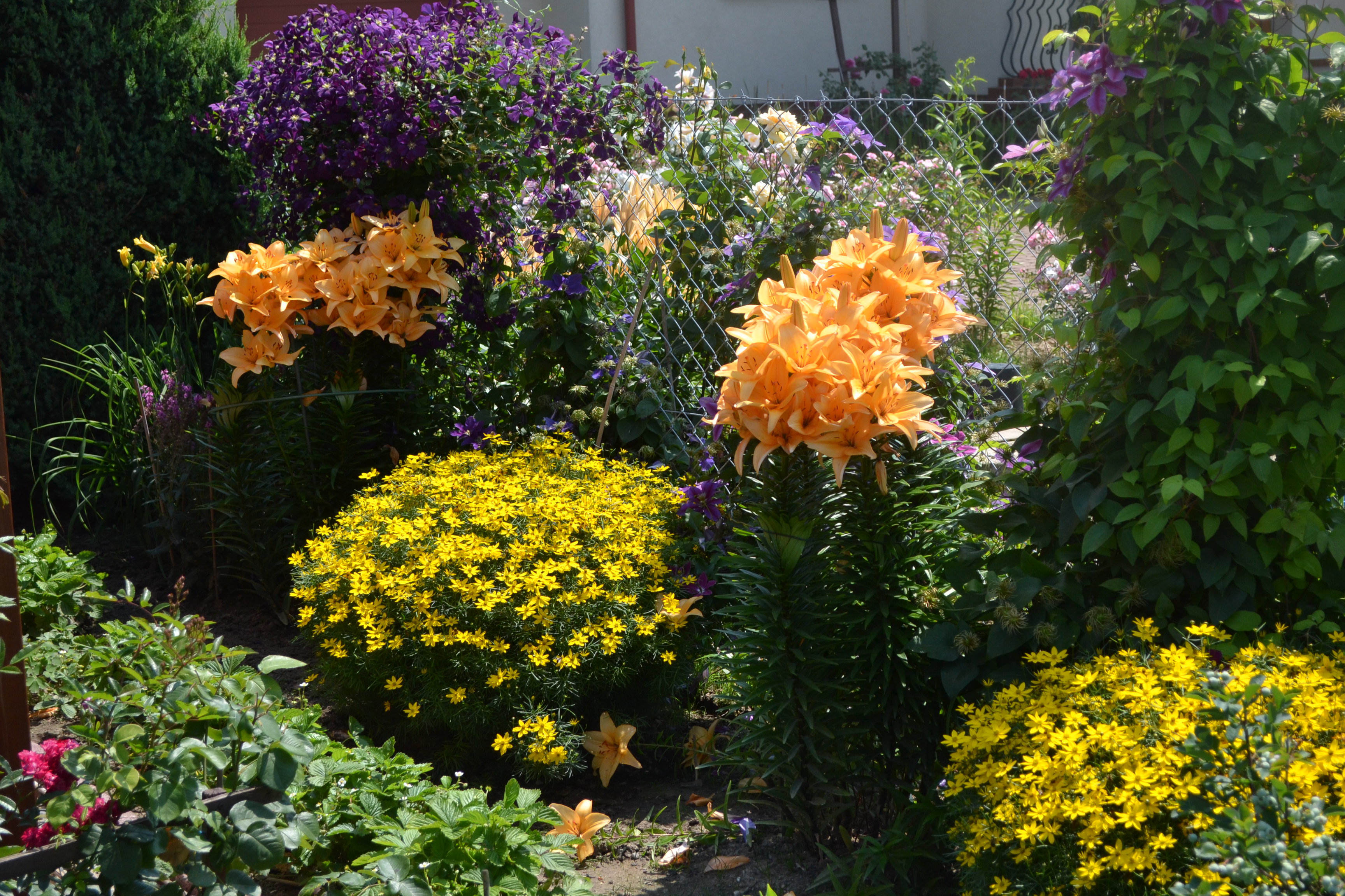 Lilie, nachyłki, powojniki:) 