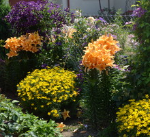 Lilie, nachyłki, powojniki:)