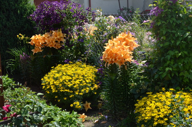 Lilie, nachyłki, powojniki:)