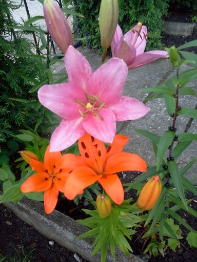 Lilie ogrodowe w lipcu .