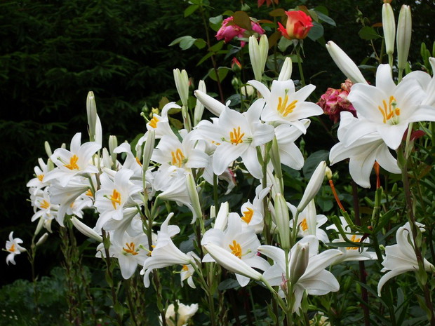 Lilie św. Antoniego 