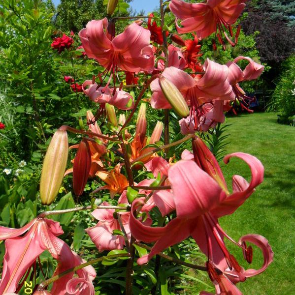 lilie zagoscily u nas niedawno - zawladnely nami i mam ich coraz więcej - sa fantastyczne a te kolory?