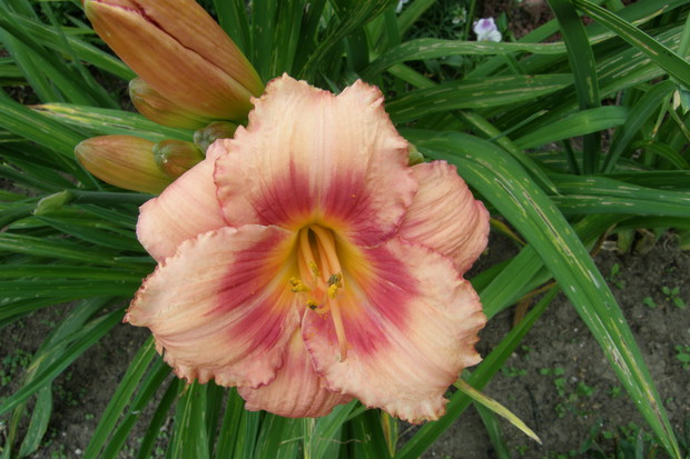 LILIOWIEC MAM ICH KILKA GATUNKÓW I JEDEN PIĘKNIEJSZY OD DUGIEGO