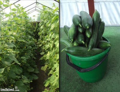 Lipiec - czas na ogórki spod foli , pierwszy plon.