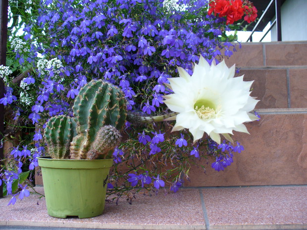 lobelia i kwitnący kaktus