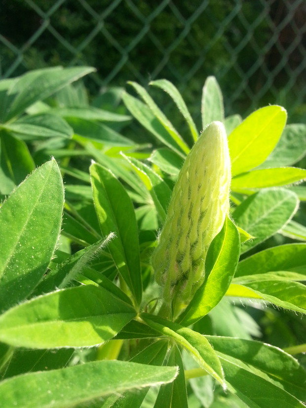 Łubin z nowymi kwiatami