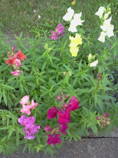 Lwie paszcze - samosiejki z zeszłego roku .