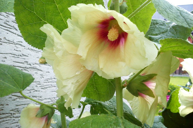 Malwa .. jedna z wielu