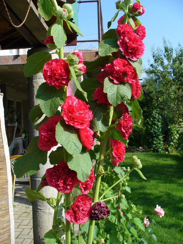 malwy przepiękne kwiaty