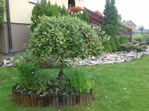 Mini ogródek z ziołami.