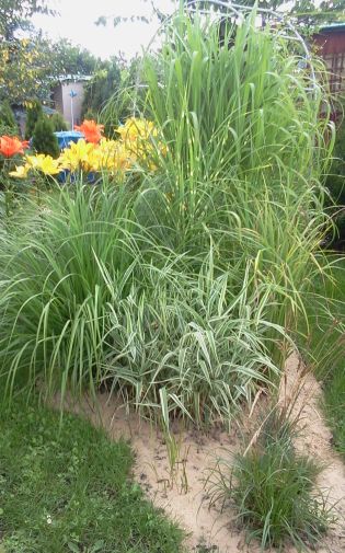 Mix traw ozdobnych .