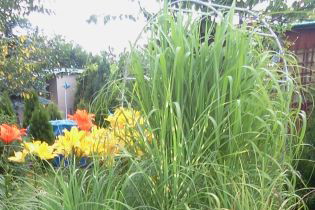 Mix traw ozdobnych .