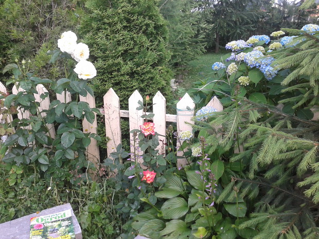 "Mój piękny ogród" jest moją inspiracją.