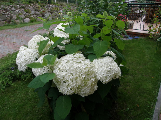 MOJA ANNABELL. W TYM ROKU SAMA WY HODOWAŁAM Z ZASZCZEPEK 5 NOWYCH KRZACZKÓW I POMIMO ŻE SĄ MAŁE BO ZALEDWIE 20CM TO JUŻ KWITNĄ. 