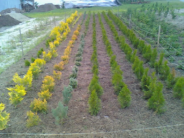 Moja mała szkółka .