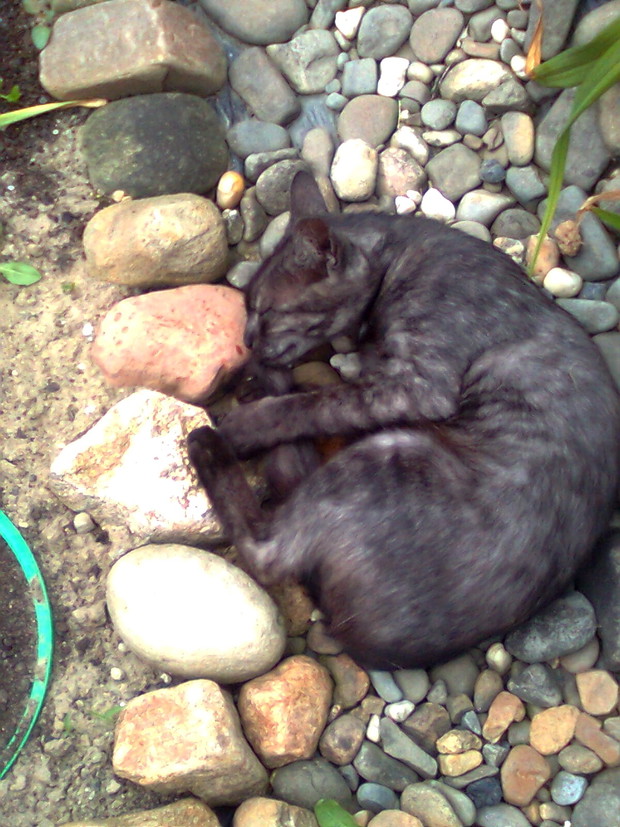 moja Zuzanna towarzyszy mi zawsze w pracach ogrodniczych - domaga się pieszczot