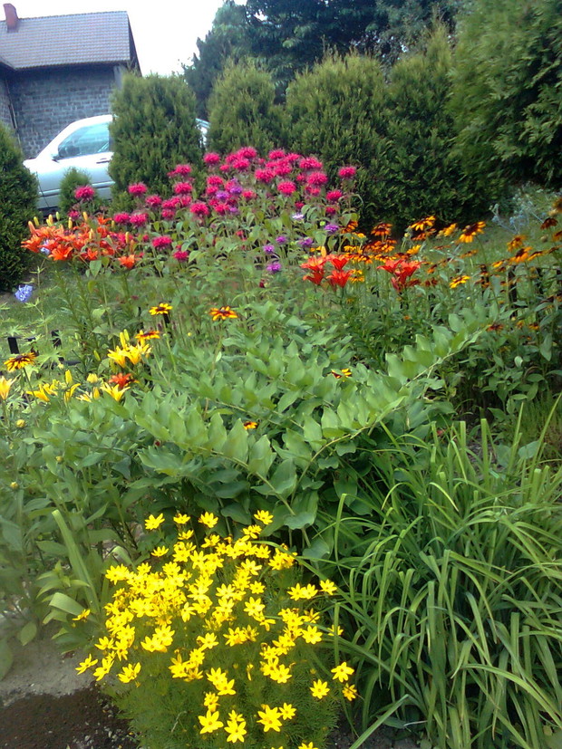 monarda,kokoryczka - trudno wszystkie wymienić