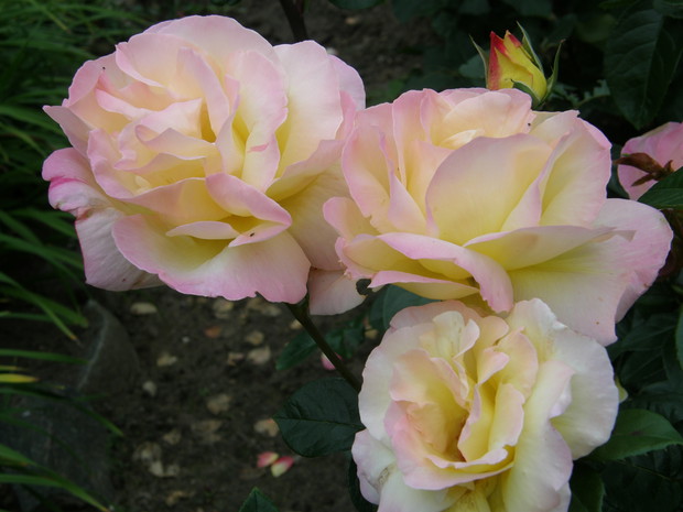 MOŻECIE WIERZYĆ LUB NIE, ALE TA RÓŻA MA OKOŁO 30 LAT MÓJ TATO DOSTAŁ JĄ OD SWEGO WUJA KTÓRY SAM SZCZEPIŁ I HODOWAŁ RÓŻE NA SWOJEJ DZIAŁCE. TAKICH RÓŻ JAKIE MIAŁ WUJEK NIE MIAŁ NIKT.   